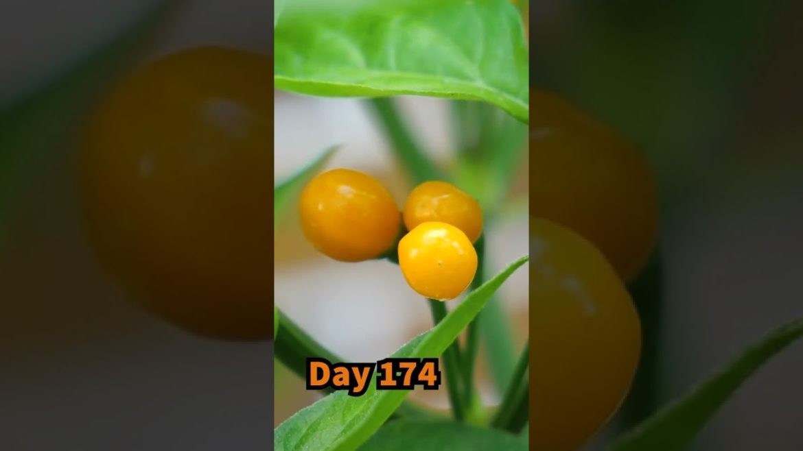 Growing Hot Chilli Peppers in Containers - Seed to Harvest