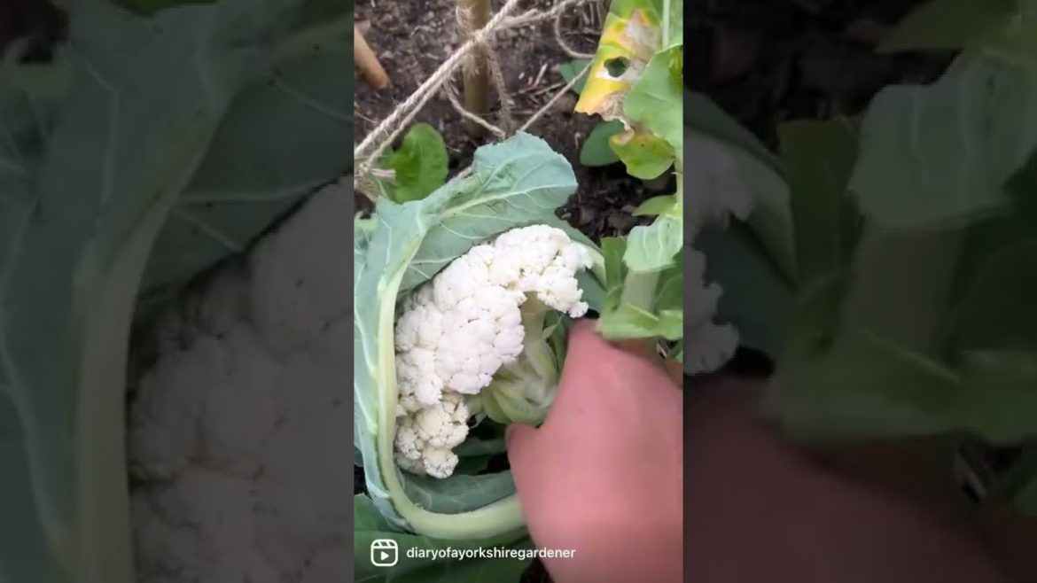 Harvesting HOMEGROWN veg for our Sunday roast! | Diary of a Yorkshire Gardener Harvesting HOMEGROWN veg for our Sunday roast! | Diary of a Yorkshire Gardener