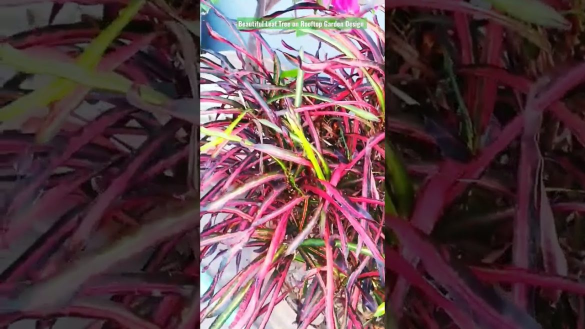 Beautiful Leaf Tree on Rooftop Garden Design for all. Healthy living environment. #shorts
