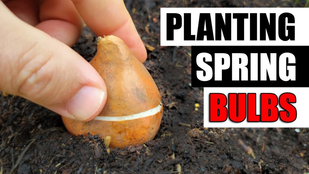 Planting A Flower Bulb Garden - Spring Bulbs