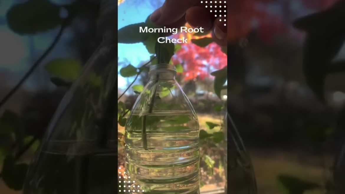 Morning Routine | Root Check #shorts #gardening #healthylifestyle Morning Routine | Root Check #shorts #gardening #healthylifestyle