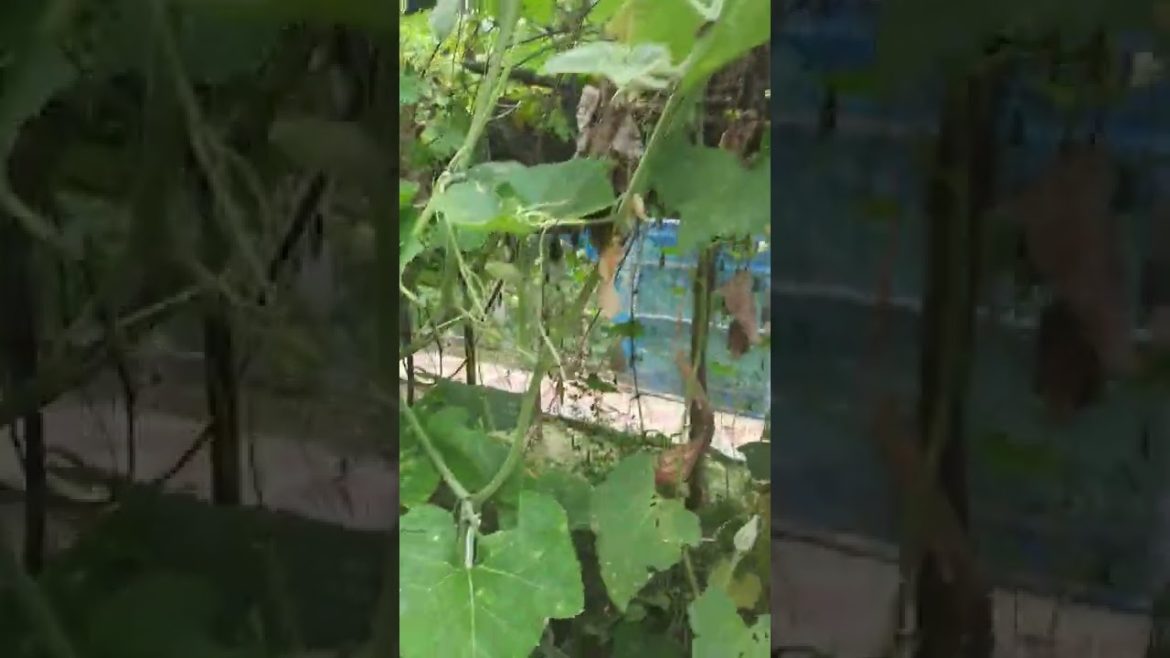 Growing Pumpkins #vegetablegarden Summer 2022 #shorts  #shortvideo