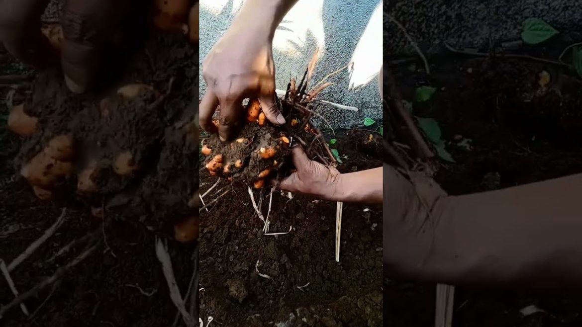 Today I harvest turmeric #shorts Today I harvest turmeric #shorts