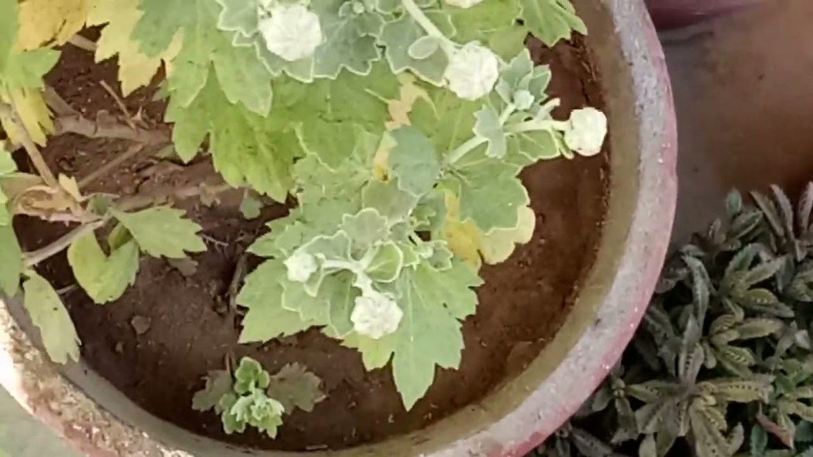 Garden over view.🌱🌷🌻#gardening #beautyofnature #garden_plants #blooming #containergardening