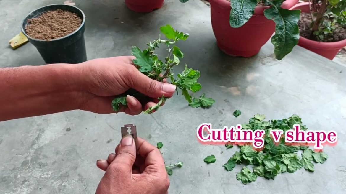 guldaudi  ke cutting ko lagane ka aasan tarika // Home  Garden  Tips