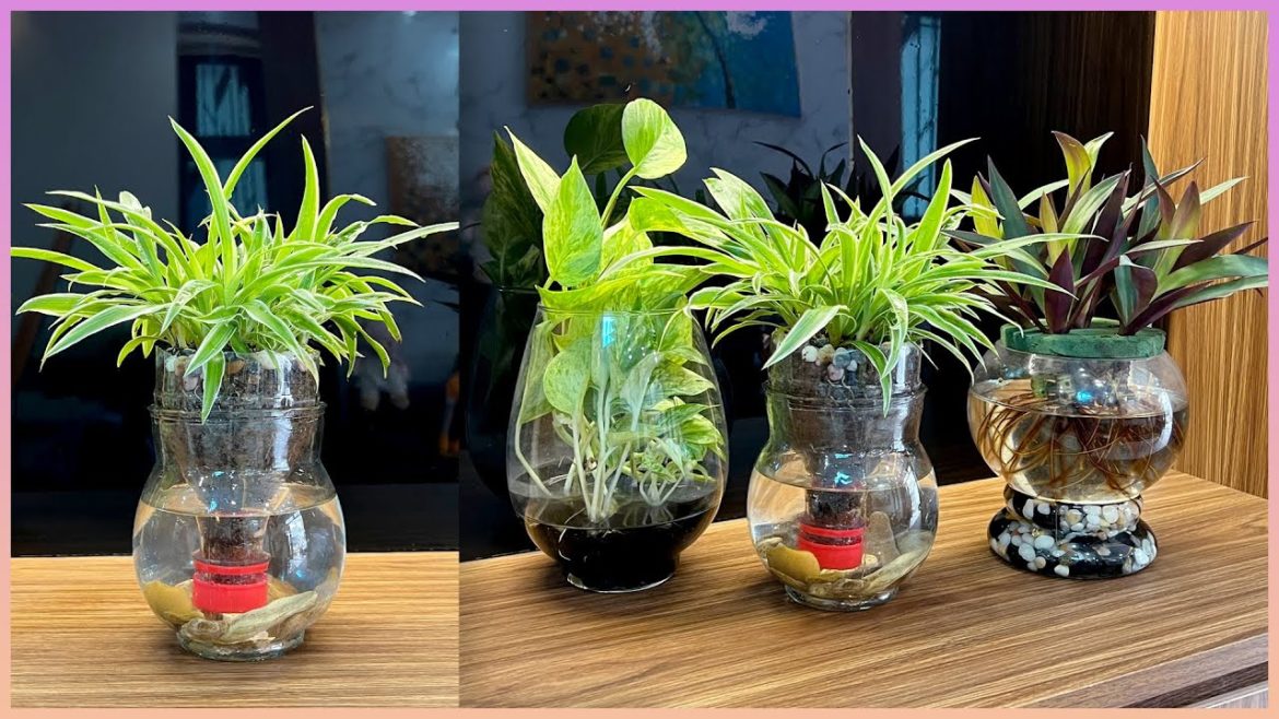 Good tips on how to care for table plants and how to propagate simple plants