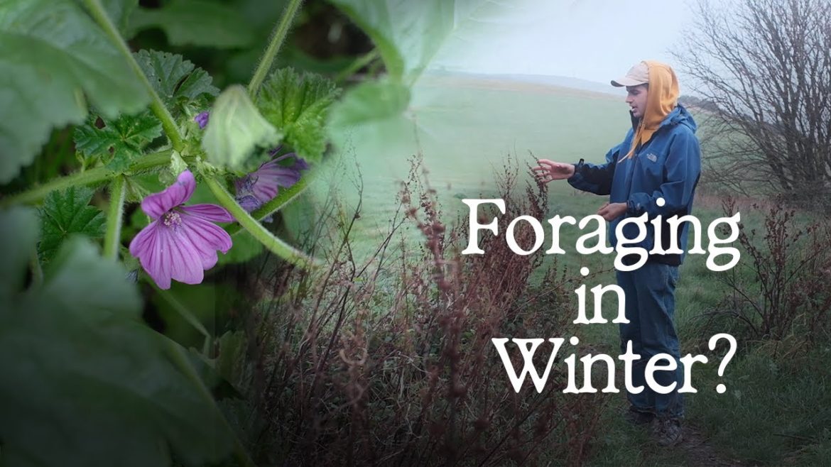 What to Forage in November? – UK Foraging What to Forage in November? - UK Foraging