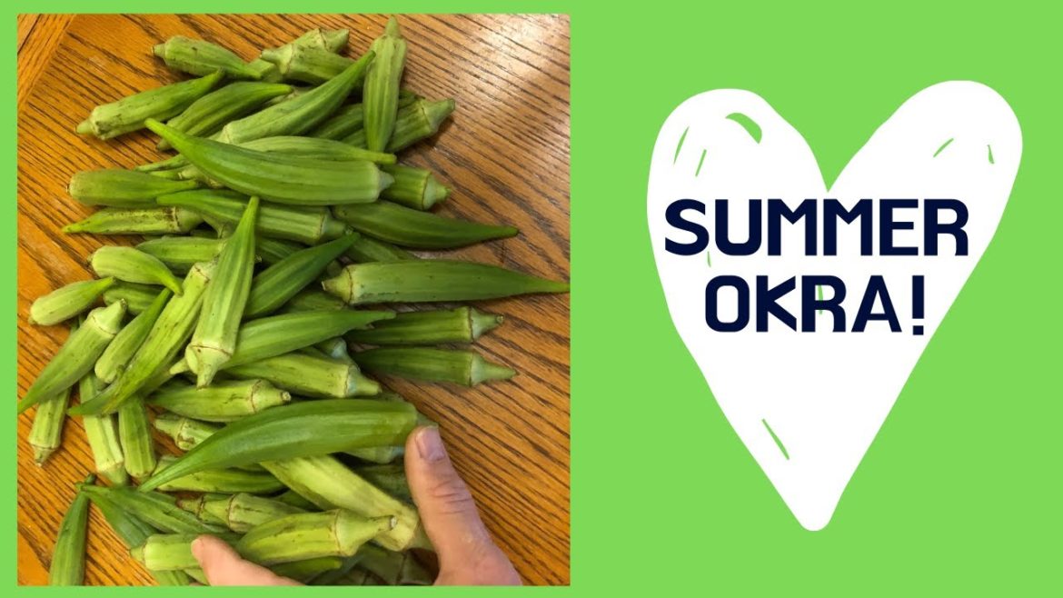 Summer Okra from My Backyard Garden - Growing Okra in my Container Garden