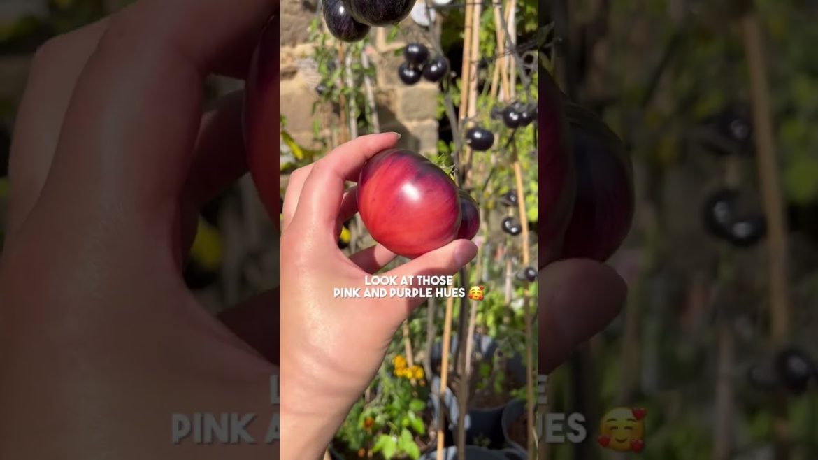 The most BEAUTIFUL tomato I’ve ever grown! | Diary of a Yorkshire Gardener