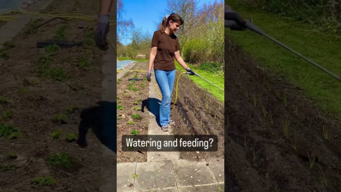 Grow 800 – 1000 onions Every Year ๐ #shorts #gardening Grow 800 - 1000 onions Every Year ๐ #shorts #gardening