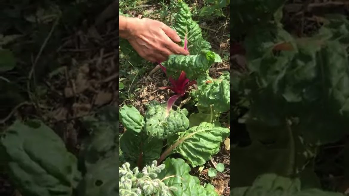 Harvesting Swiss chart 🥬 in organic & permaculture food forest 🌳