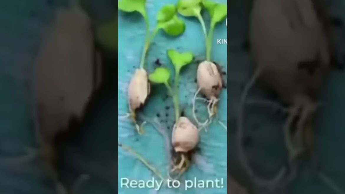 Gardening Tips Awesome video