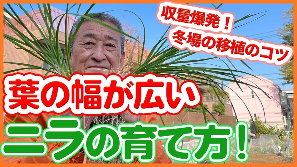 家庭菜園や農園のニラ栽培で収量爆発！冬に幅の広いニラの葉を育てて移植栽培で収穫量を増やすコツを徹底解説！/Tips for transplanting chives to increase yield