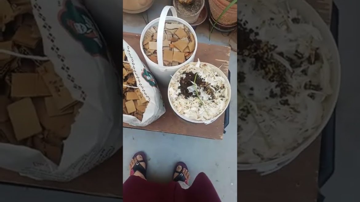 My Roof Top🏪Compost Bins🥫