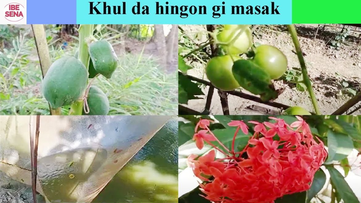 Khul da hingon koiba chatpa #Visit in village vegetable garden #manipuri #vegetable #garden