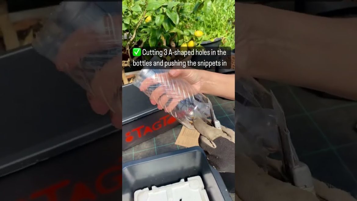 DIY Self Watering Tub 💚 #shorts #gardening DIY Self Watering Tub 💚 #shorts #gardening