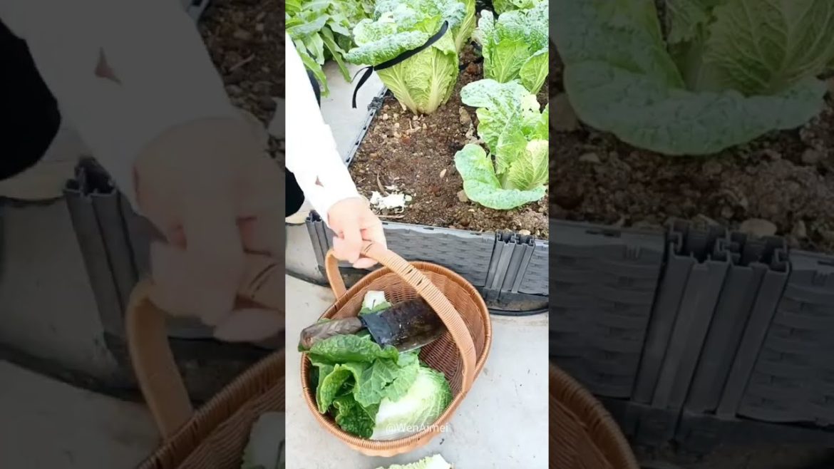 Beautiful Nature with Rural Life #shorts #naturalife #rurallife