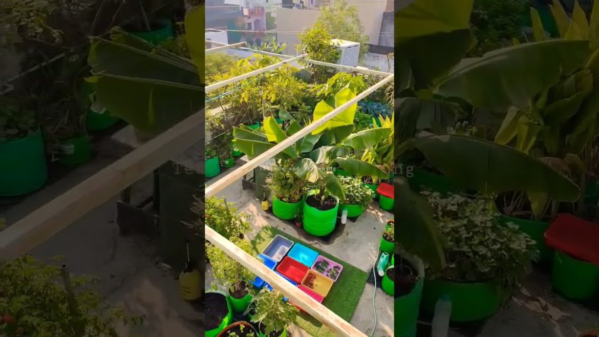 Terrace Garden is Full Of Vegetables And Fruit Plants #shorts #gardening #vegetables Terrace Garden is Full Of Vegetables And Fruit Plants #shorts #gardening #vegetables