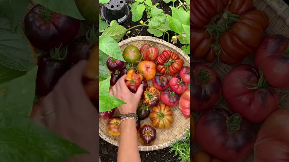Heirloom Tomato Varieties #shorts #gardening
