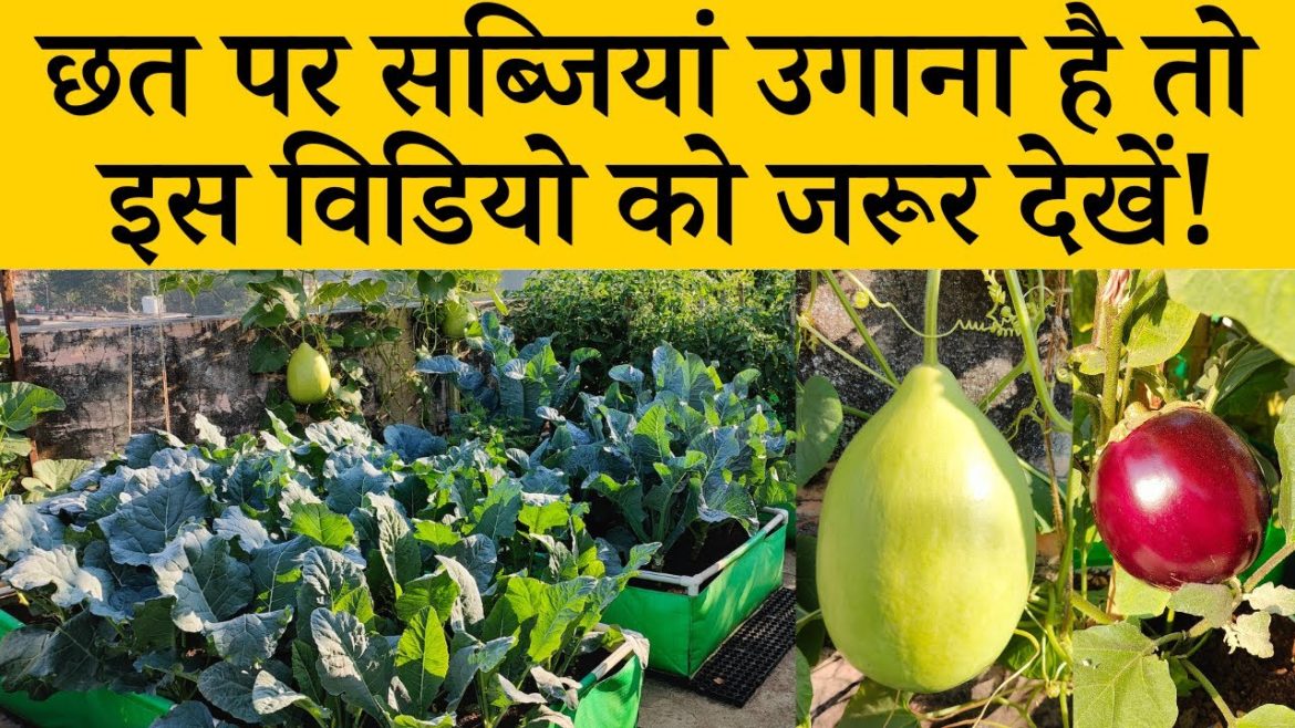 छत पर सब्जियां उगाना है तो  इस विडियो को जरूर देखें! Growing Vegetables On Terrace In India In Hindi