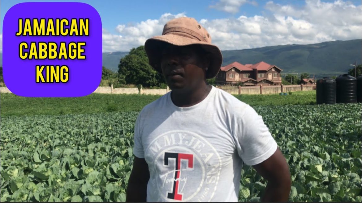 JAMAICAN CABBAGE FARMER, FARMING THE BEST CABBAGES IN JAMAICA