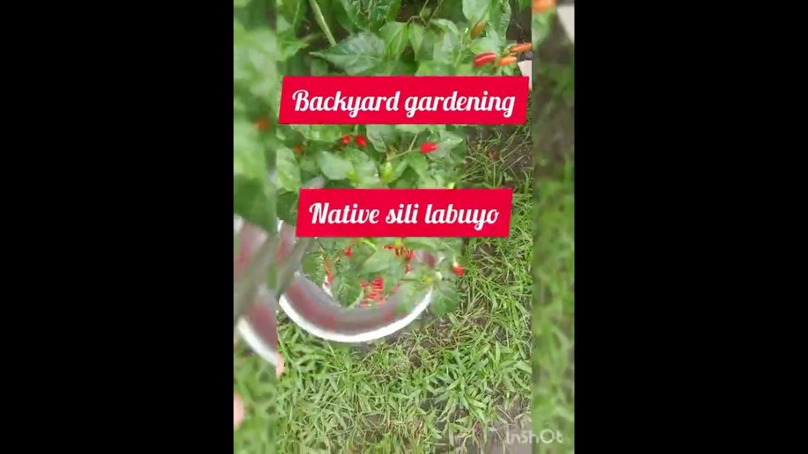 [shorts] backyard gardening: chilli pepper