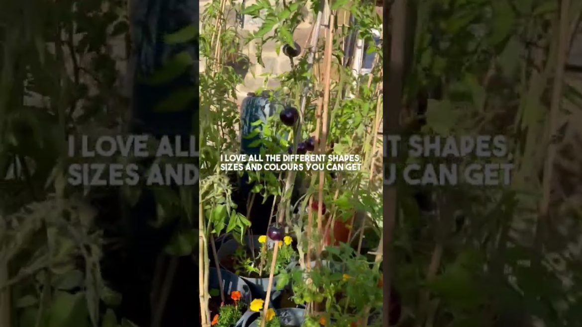 If you don’t grow these you’re MISSING OUT! | Diary of a Yorkshire Gardener