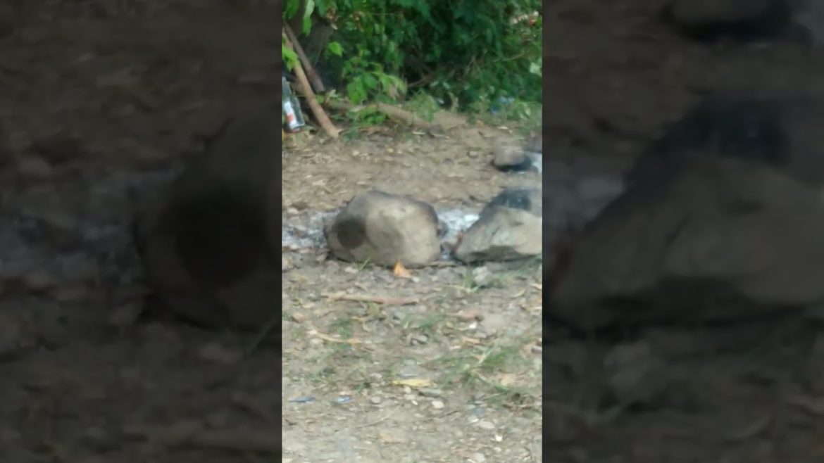 fish #short #shorts #fyp #fish #fyp fish #short #shorts #fyp #fish #fyp