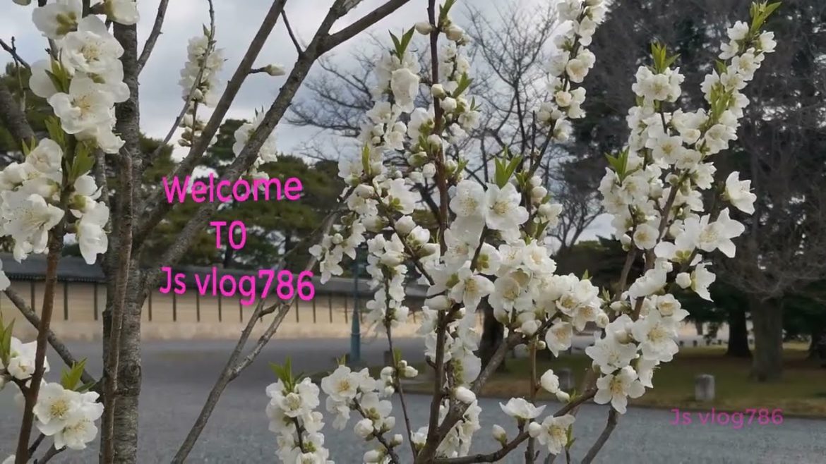 Beautiful Japanese Garden|KYOTO JAPAN|