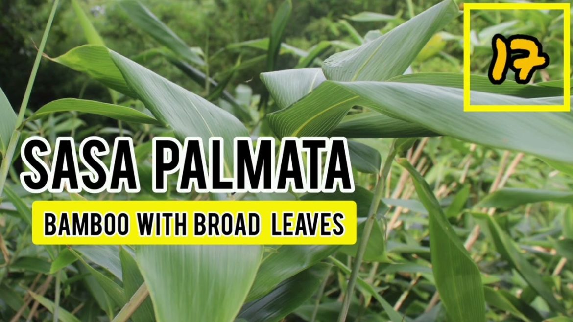 20 bamboo plants garden ideas