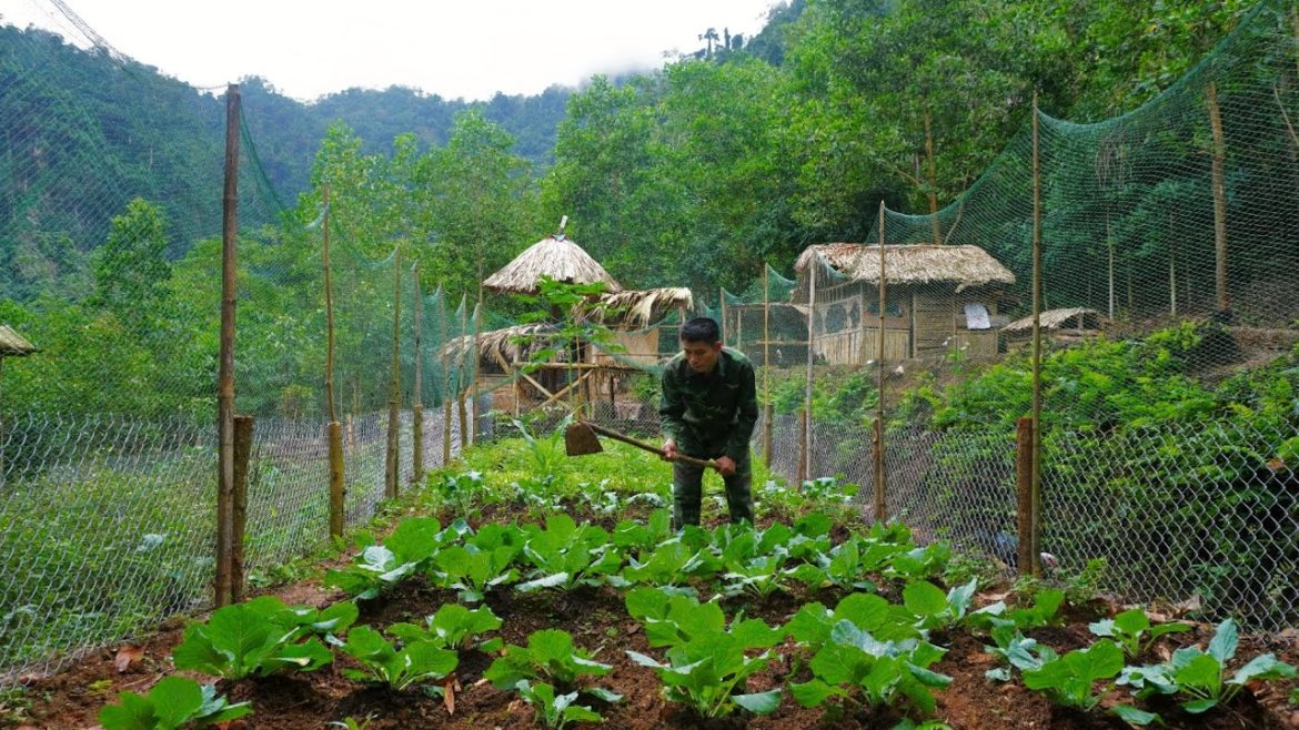 Chicks have hatched, take care of the vegetable garden, building life, farm life, Day 97