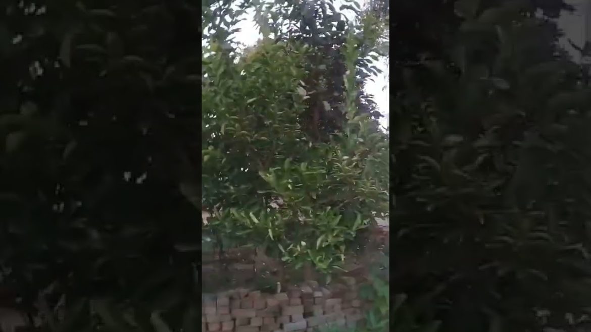 Trimming Plants the RIGHT Way/ trimming & pruning plants | @Gardening tips woodworking skill art