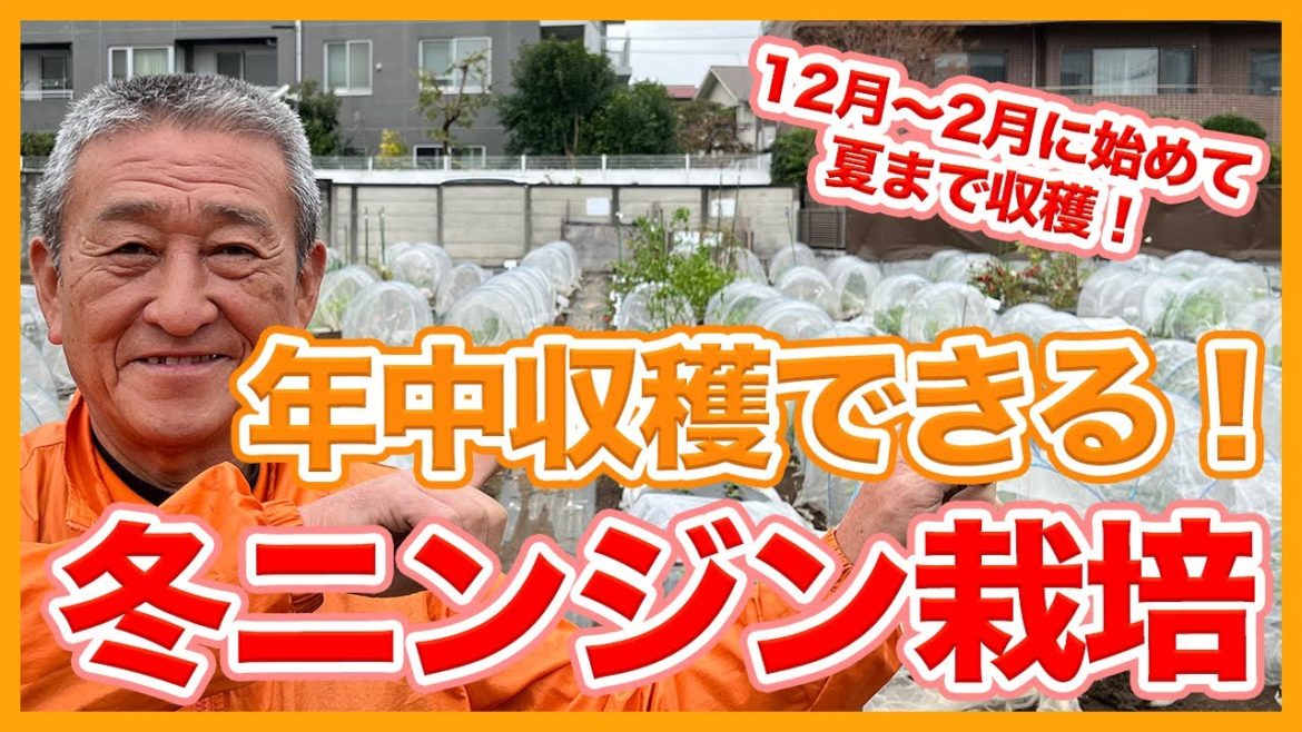家庭菜園や農園のニンジン栽培は冬蒔きで年中収穫可能!?12~2月に始めて夏まで収穫する人参の育て方を解説!/Carrot cultivation tips from a Japanesefarmer. 家庭菜園や農園のニンジン栽培は冬蒔きで年中収穫可能!?12~2月に始めて夏まで収穫する人参の育て方を解説!/Carrot cultivation tips from a Japanesefarmer.