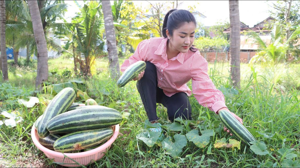I harvest cucumber from vegetable garden for my recipes / Yummy cucumber salad with glass noodle I harvest cucumber from vegetable garden for my recipes / Yummy cucumber salad with glass noodle