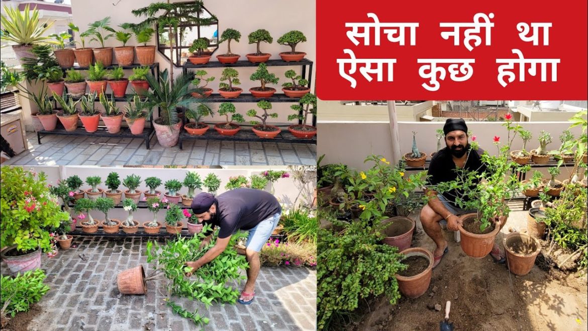 सोचा नही था ऐसा कुछ होगा 😔 ज्यादा gardening करना पड़ गया भारी, Gardening k side effect @shampysgarden