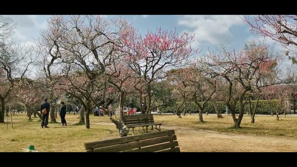 Japanese garden |  Beautiful natural view| KYOTO JAPAN TRAVEL|