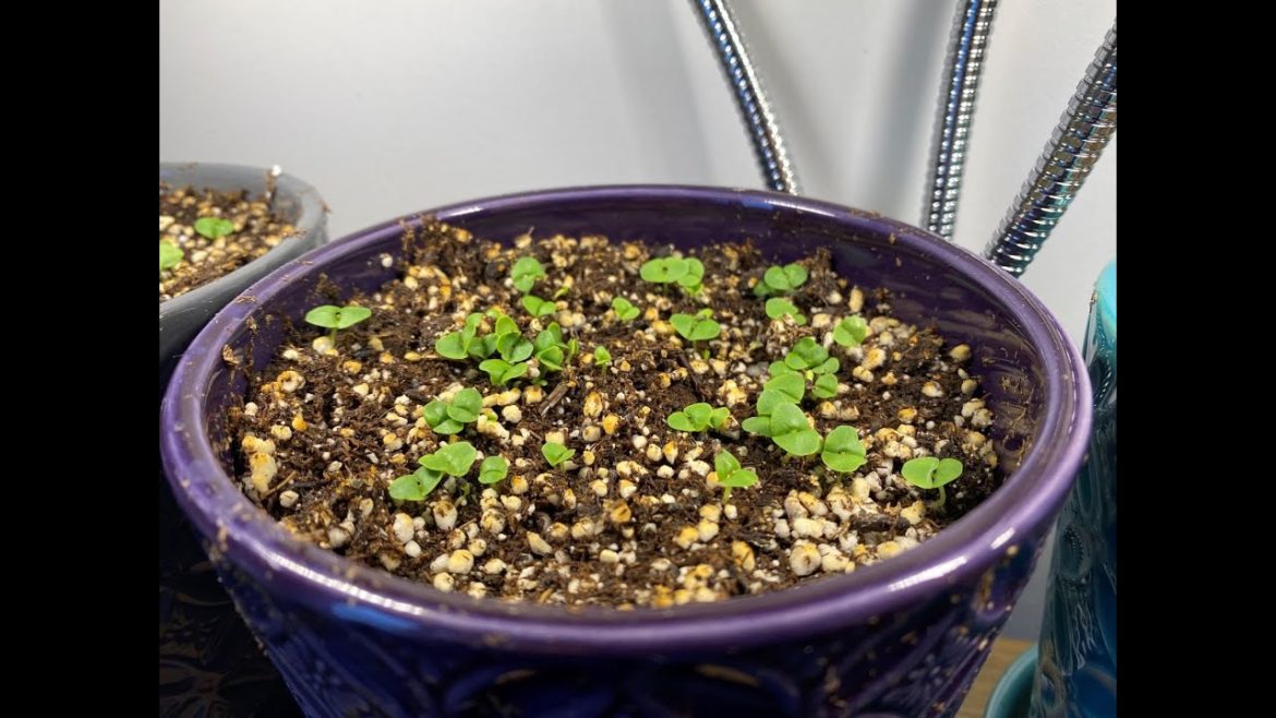 Add some summer back to your house this winter