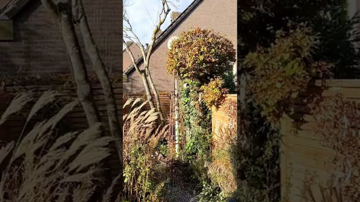 Starling, Sparrow and Blue tit in the Oriental backyard garden 🪶