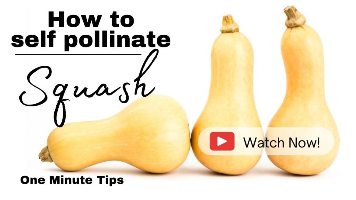 One Minute Tips - Garden - How to Pollinate Squash!