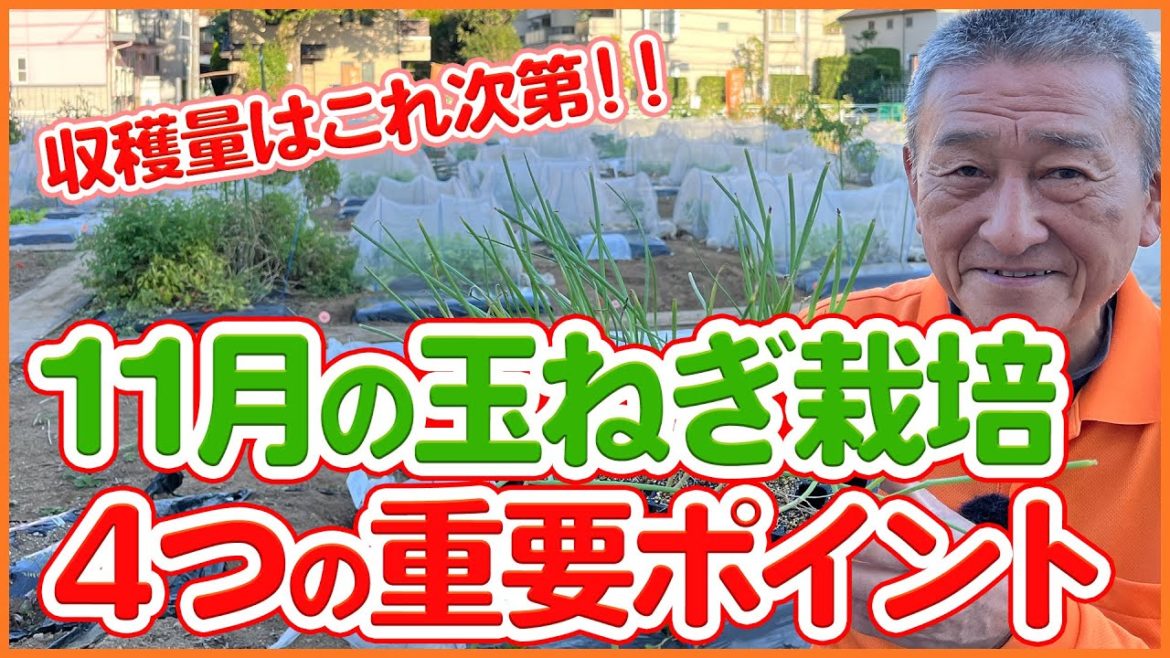 家庭菜園や農園の玉ねぎ栽培で収穫量が決まるのは11月!?玉ねぎの育て方4つの重要ポイントを徹底解説!/Onion Cultivation Tips from a Japanese Farmer. 家庭菜園や農園の玉ねぎ栽培で収穫量が決まるのは11月!?玉ねぎの育て方4つの重要ポイントを徹底解説!/Onion Cultivation Tips from a Japanese Farmer.