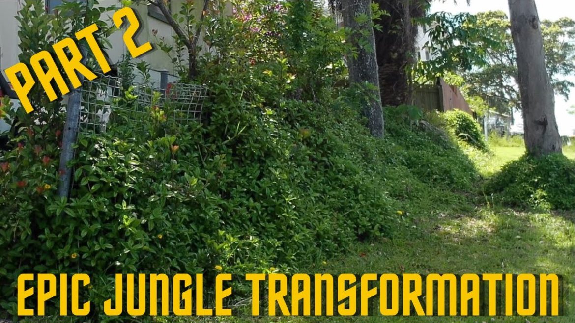 Part 2 - They loved their Jungle Transformation (The Front Yard)