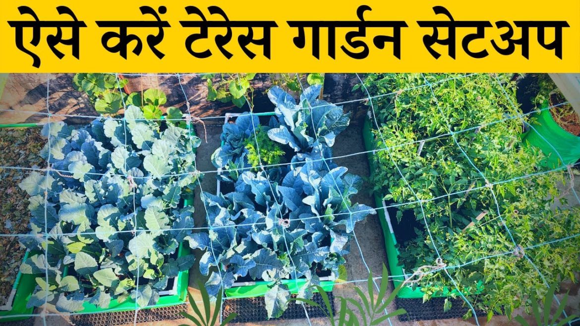 ऐसे करें टेरेस गार्डन सेटअप छत पर गार्डन बनाने की पूरी जानकारी How To Setup Terrace Garden In Hindi ऐसे करें टेरेस गार्डन सेटअप छत पर गार्डन बनाने की पूरी जानकारी How To Setup Terrace Garden In Hindi