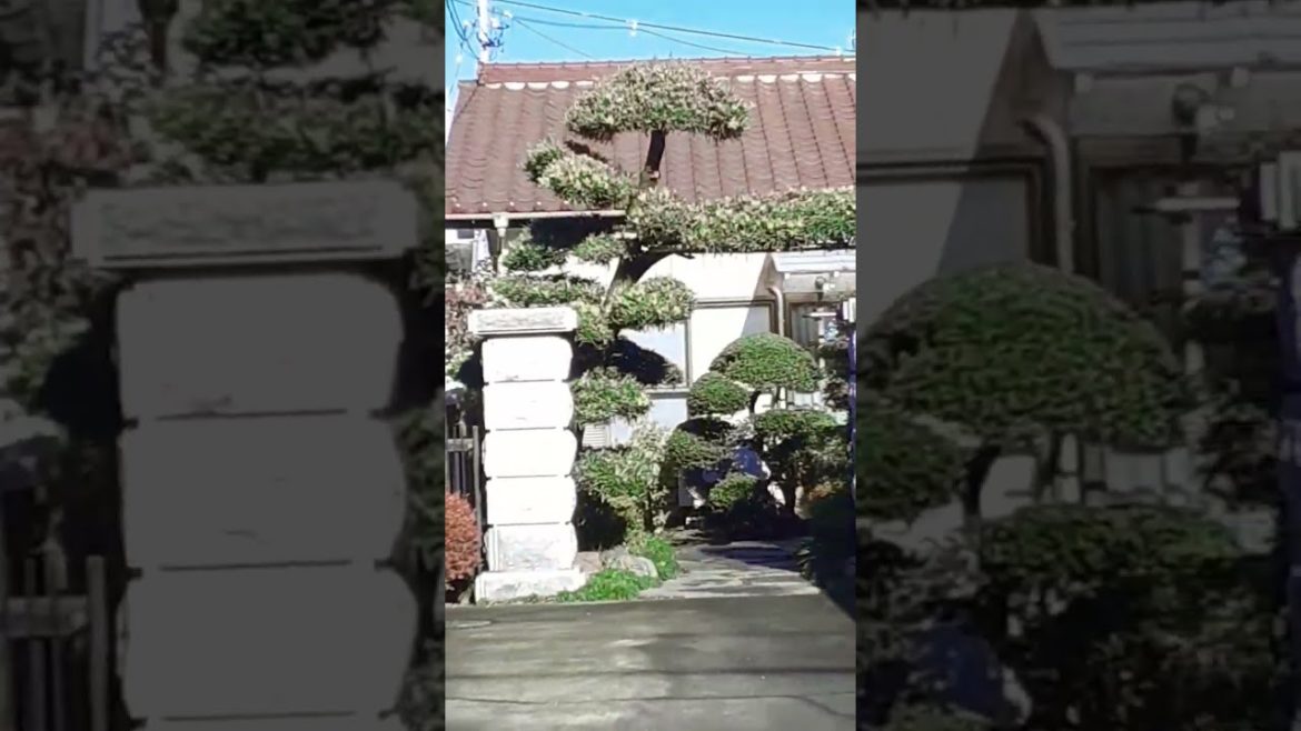 Japanese bonsai entrance Japanese bonsai entrance