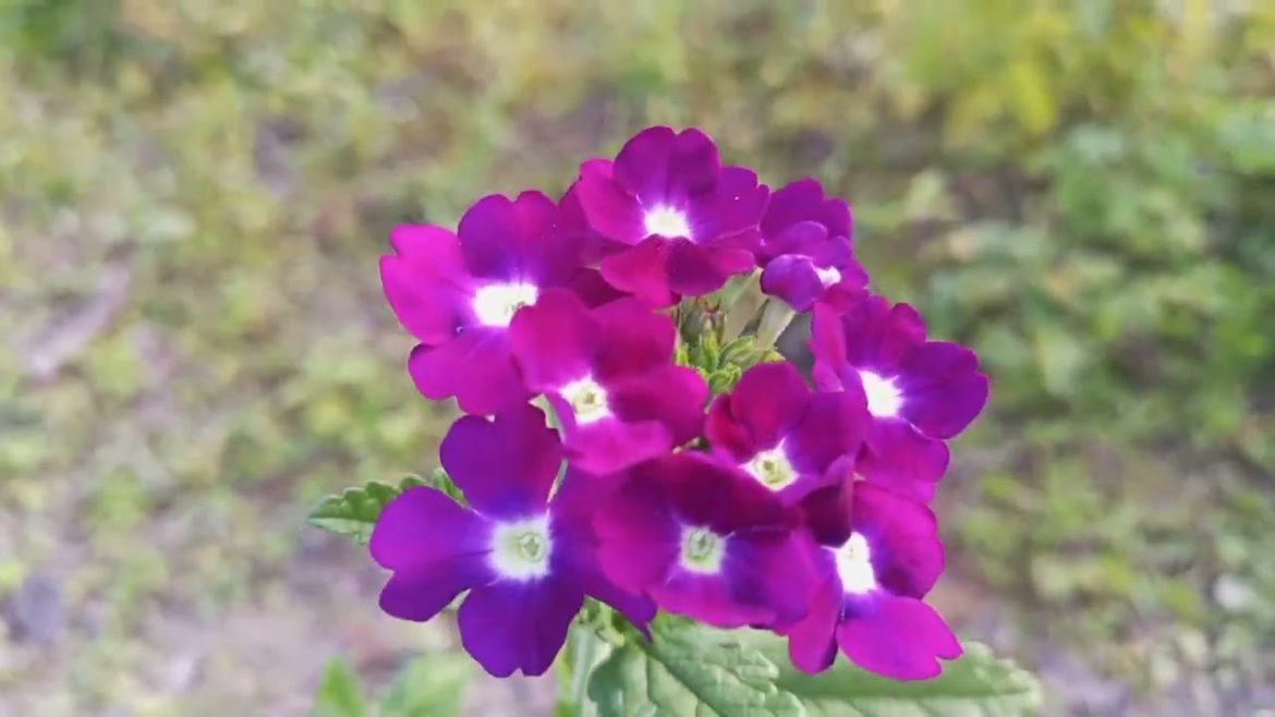 #Garden Verbena:||How useful & medicinal plant||@Herbal