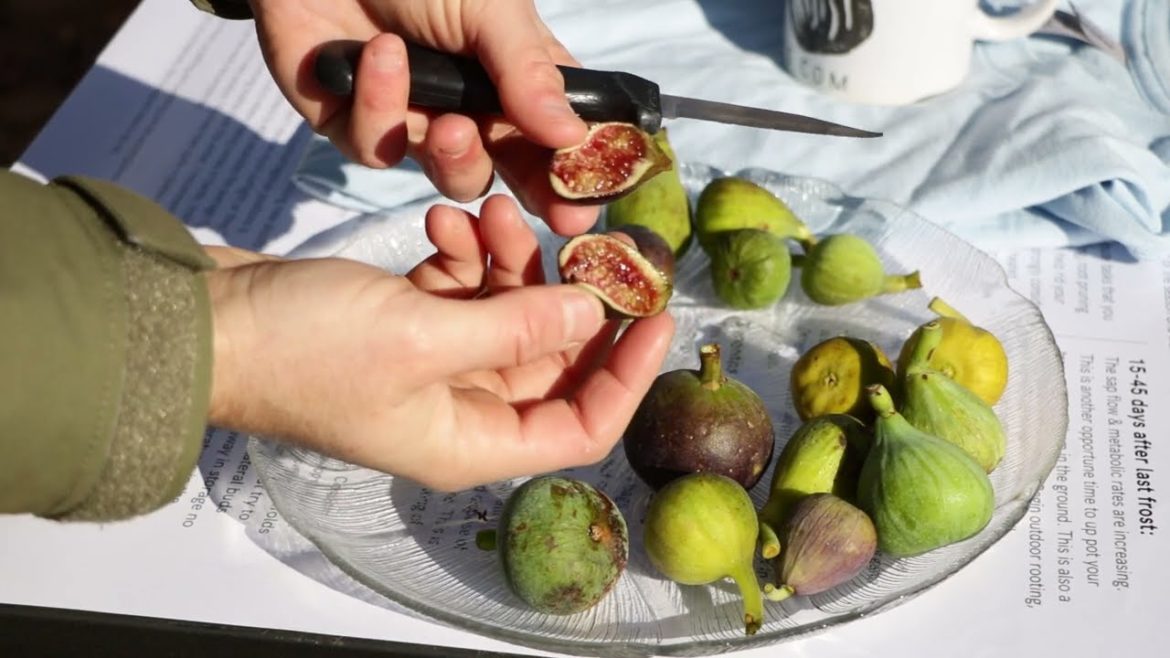 Wrapping up the 2022 Fig Season & Celebrating 40,000 Subscribers! Wrapping up the 2022 Fig Season & Celebrating 40,000 Subscribers!