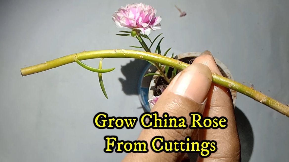 How to grow China Rose From Cuttings At Home . Gardening tips for beginners #shorts #Chinarose #rose