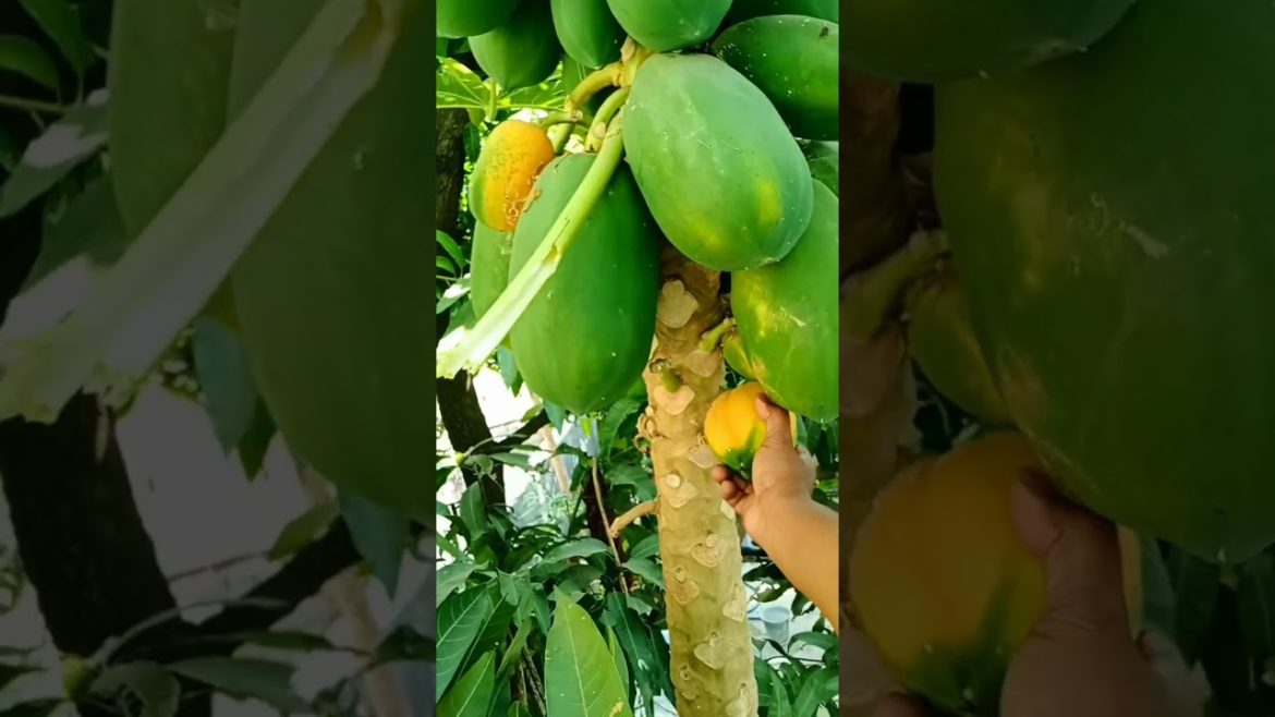Harvesting papaya this morning in my kitchen garden #shorts Harvesting papaya this morning in my kitchen garden #shorts