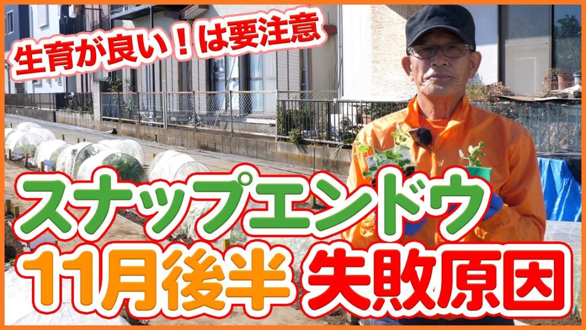 家庭菜園や農園のスナップエンドウ栽培は生育が良い時は要注意!?11月後半の失敗原因を徹底解説!【農家直伝】/Tips for growing peas from a Japanese farmer. 家庭菜園や農園のスナップエンドウ栽培は生育が良い時は要注意!?11月後半の失敗原因を徹底解説!【農家直伝】/Tips for growing peas from a Japanese farmer.