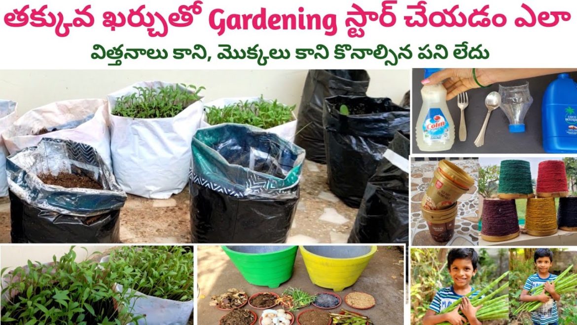 gardening ideas for home | terrace gardening ideas in telugu | gardening ideas for beginners gardening ideas for home | terrace gardening ideas in telugu | gardening ideas for beginners