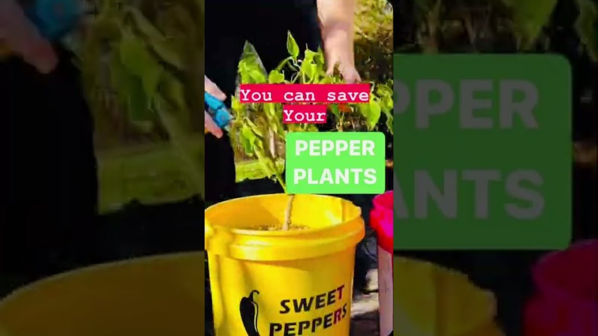 Can Pepper Plants Survive the Winter?